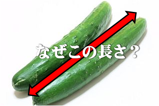 キュウリの規格