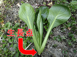 生長点解説
