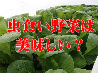 虫食い野菜は美味しい
