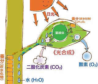 光合成