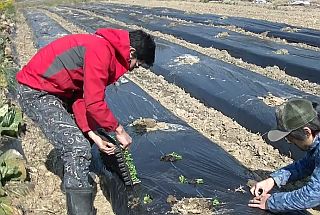 定植の様子