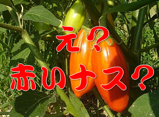 赤いナスって?