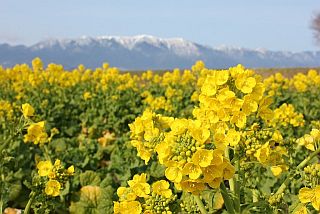 菜の花畑