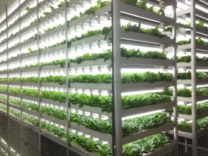 野菜工場