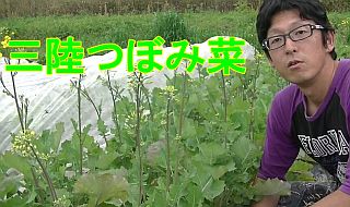 三陸つぼみ菜