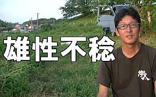 雄性不稔